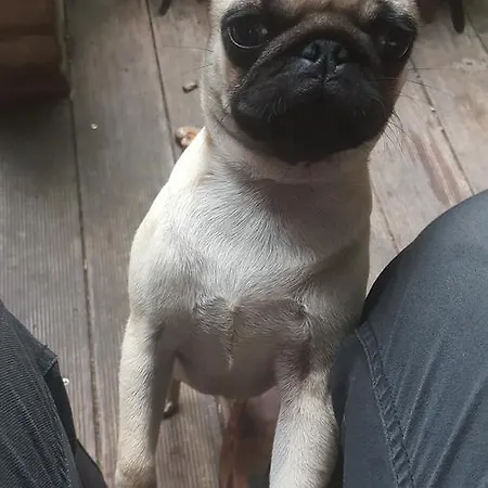 Vakantiehuis Gaestehaus By George