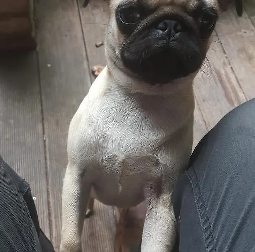 度假居 乔治旅馆