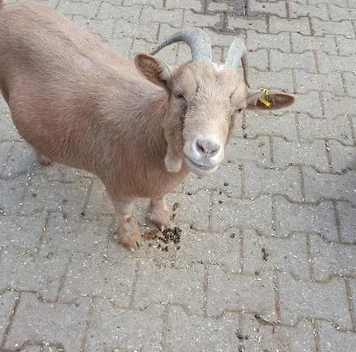 乔治旅馆 度假居