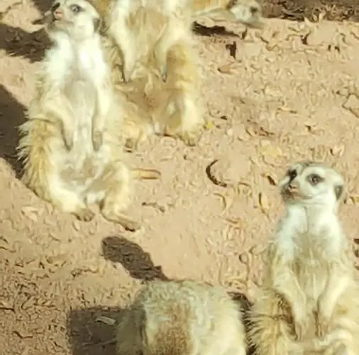 度假居 乔治旅馆